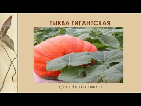 ТЫКВА ГИГАНТСКАЯ Cucurbita maxima