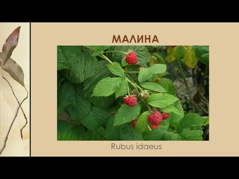 МАЛИНА Rubus idaeus