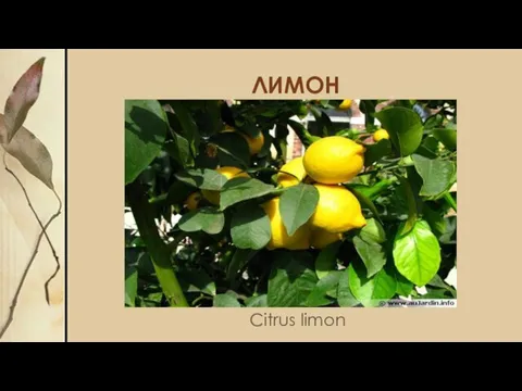 ЛИМОН Citrus limon