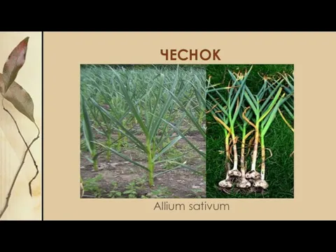 ЧЕСНОК Allium sativum