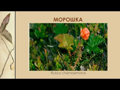МОРОШКА Rubus chamaemorus