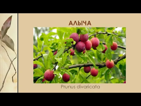АЛЫЧА Prunus divaricata