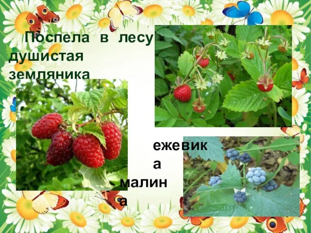 Поспела в лесу душистая земляника малина ежевика