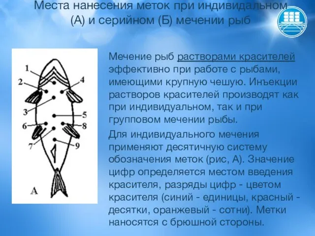 Места нанесения меток при индивидальном (А) и серийном (Б) мечении рыб Мечение