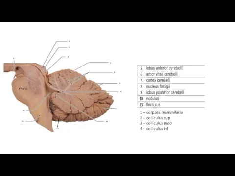 1 – corpora mammilaria 2 – colliculus sup 3 – colliculus med 4 – colliculus inf