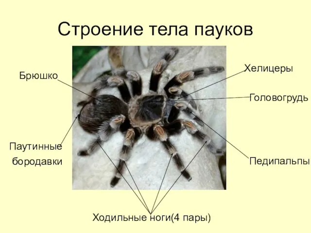 Строение тела пауков Головогрудь Хелицеры Ходильные ноги(4 пары) Брюшко Паутинные бородавки Педипальпы