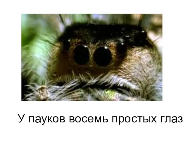 У пауков восемь простых глаз