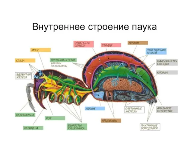 Внутреннее строение паука