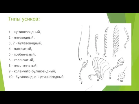 Типы усиков: 1 – щетинковидный, 2 – нитевидный, 3, 7 – булавовидный,