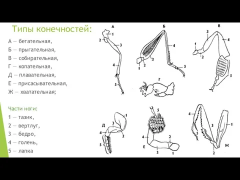 Типы конечностей: А — бегательная, Б — прыгательная, В — собирательная, Г