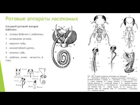 Ротовые аппараты насекомых Сосущий ротовой аппарат бабочки: А – голова бабочки с