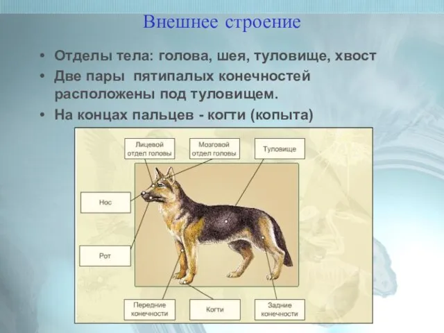 Внешнее строение Отделы тела: голова, шея, туловище, хвост Две пары пятипалых конечностей