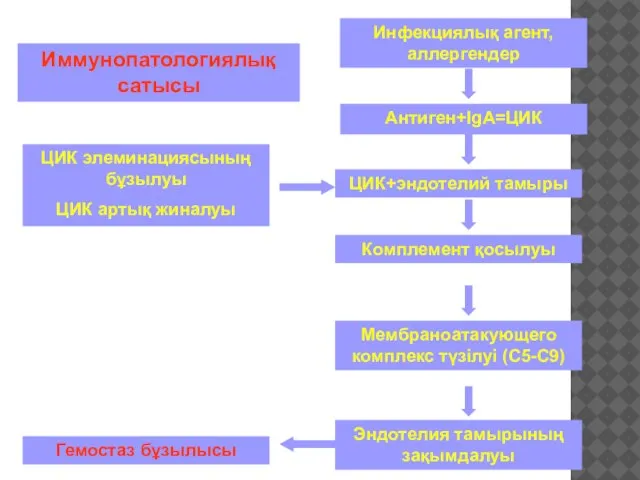 Иммунопатологиялық сатысы ЦИК элеминациясының бұзылуы ЦИК артық жиналуы Комплемент қосылуы ЦИК+эндотелий тамыры