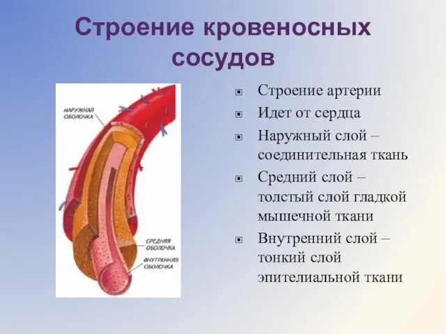 Строение кровеносных сосудов Строение артерии Идет от сердца Наружный слой – соединительная