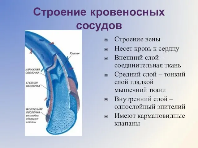 Строение кровеносных сосудов Строение вены Несет кровь к сердцу Внешний слой –