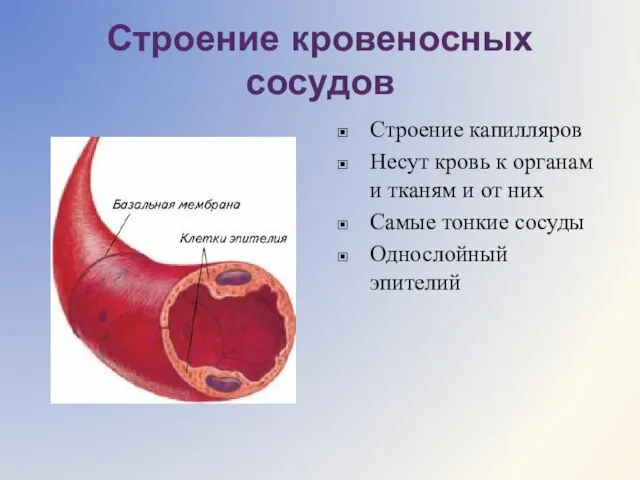 Строение кровеносных сосудов Строение капилляров Несут кровь к органам и тканям и