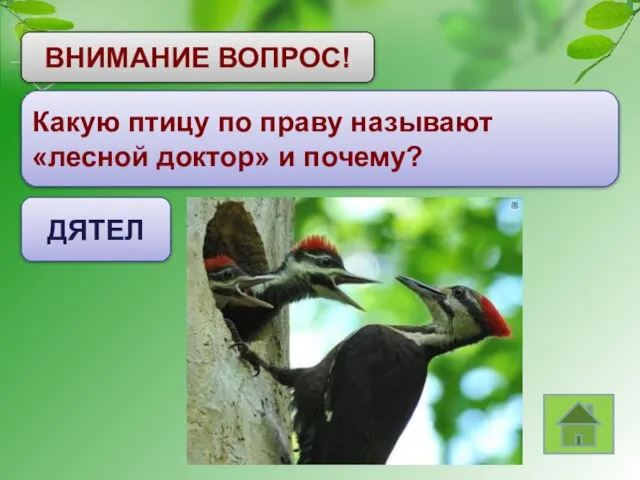 ВНИМАНИЕ ВОПРОС! Какую птицу по праву называют «лесной доктор» и почему? ДЯТЕЛ