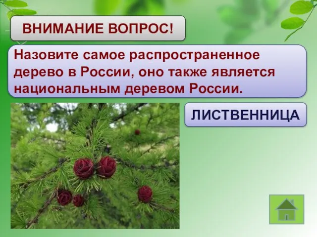 ВНИМАНИЕ ВОПРОС! Назовите самое распространенное дерево в России, оно также является национальным деревом России. ЛИСТВЕННИЦА