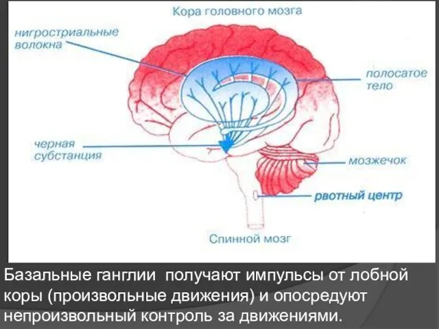 Базальные ганглии получают импульсы от лобной коры (произвольные движения) и опосредуют непроизвольный контроль за движениями.