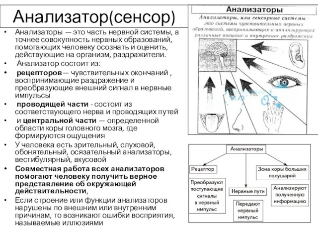 Анализатор(сенсор) Анализаторы — это часть нервной системы, а точнее совокупность нервных образований,