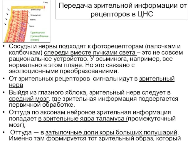 Передача зрительной информации от рецепторов в ЦНС Сосуды и нервы подходят к