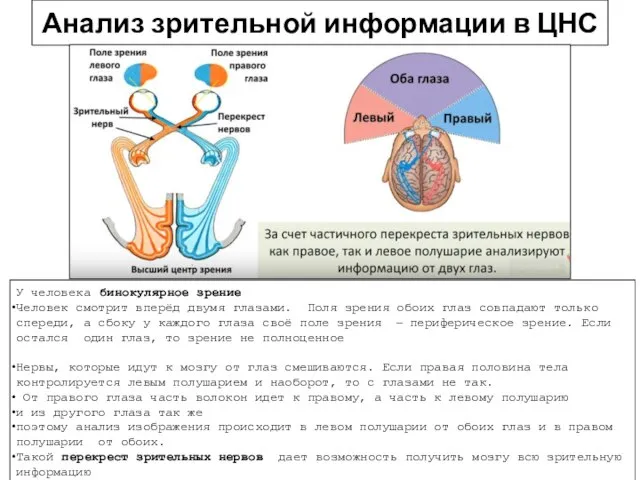 Анализ зрительной информации в ЦНС У человека бинокулярное зрение Человек смотрит вперёд