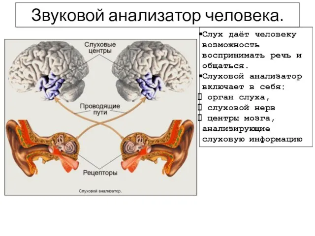 Звуковой анализатор человека. Слух даёт человеку возможность воспринимать речь и общаться. Слуховой