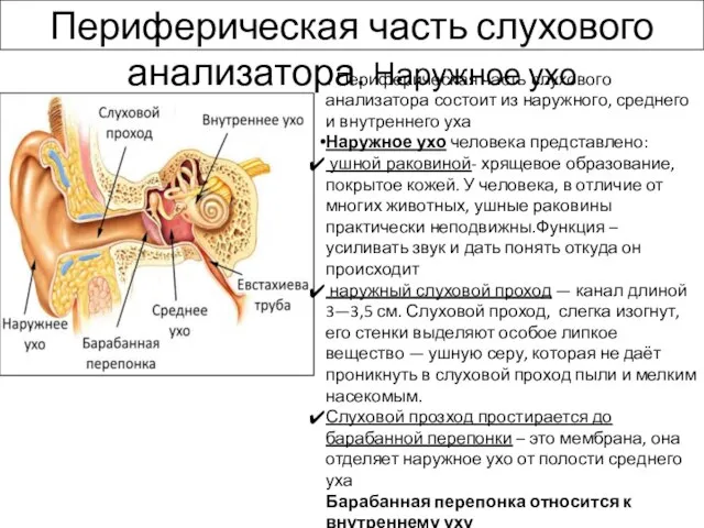 Периферическая часть слухового анализатора. Наружное ухо . Периферическая часть слухового анализатора состоит