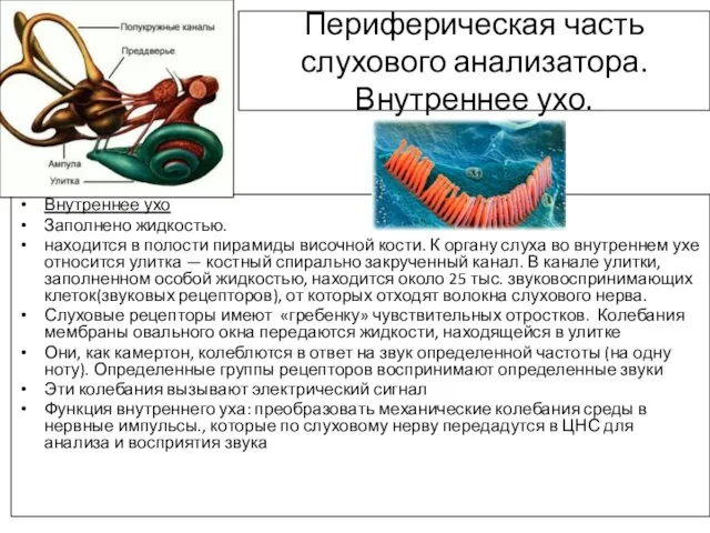 Периферическая часть слухового анализатора. Внутреннее ухо. Внутреннее ухо Заполнено жидкостью. находится в