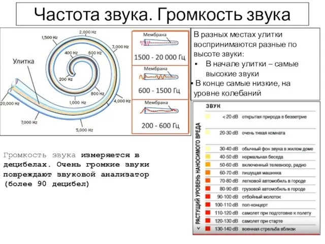 Частота звука. Громкость звука В разных местах улитки воспринимаются разные по высоте