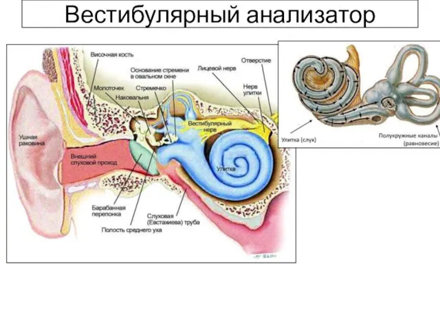 Вестибулярный анализатор