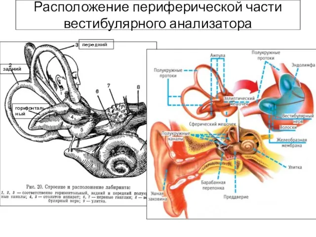 Расположение периферической части вестибулярного анализатора горизонтальный задний передний