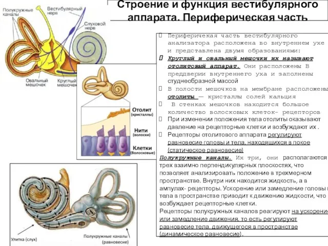 Строение и функция вестибулярного аппарата. Периферическая часть Периферичекая часть вестибулярного анализатора расположена