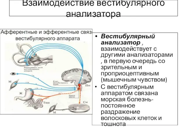 Взаимодействие вестибулярного анализатора Вестибулярный анализатор , взаимодействует с другими анализаторами , в