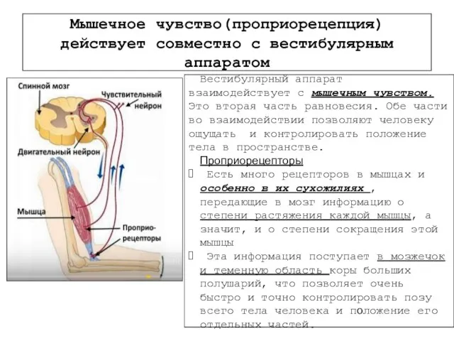 Мышечное чувство(проприорецепция) действует совместно с вестибулярным аппаратом Вестибулярный аппарат взаимодействует с мышечным