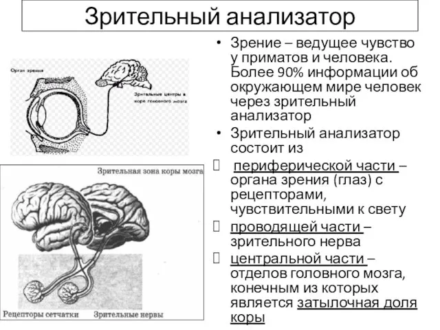 Зрительный анализатор Зрение – ведущее чувство у приматов и человека. Более 90%