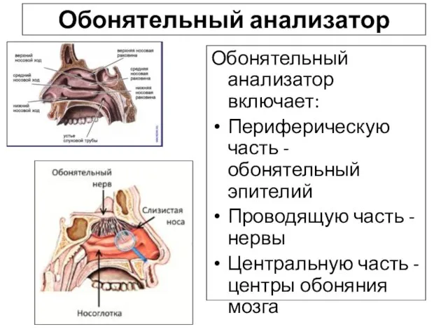 Обонятельный анализатор Обонятельный анализатор включает: Периферическую часть - обонятельный эпителий Проводящую часть