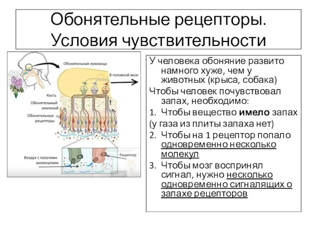 Обонятельные рецепторы. Условия чувствительности У человека обоняние развито намного хуже, чем у