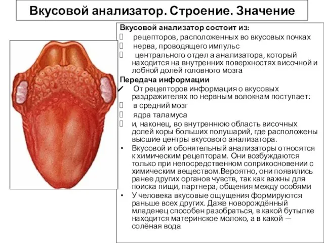 Вкусовой анализатор. Строение. Значение Вкусовой анализатор состоит из: рецепторов, расположенных во вкусовых