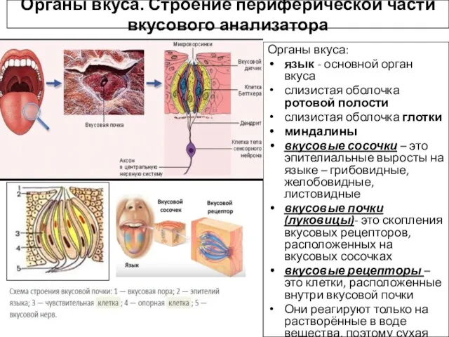 Органы вкуса. Строение периферической части вкусового анализатора Органы вкуса: язык - основной