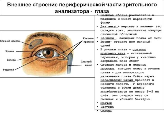 Внешнее строение периферической части зрительного анализатора - глаза Глазное яблоко расположено в