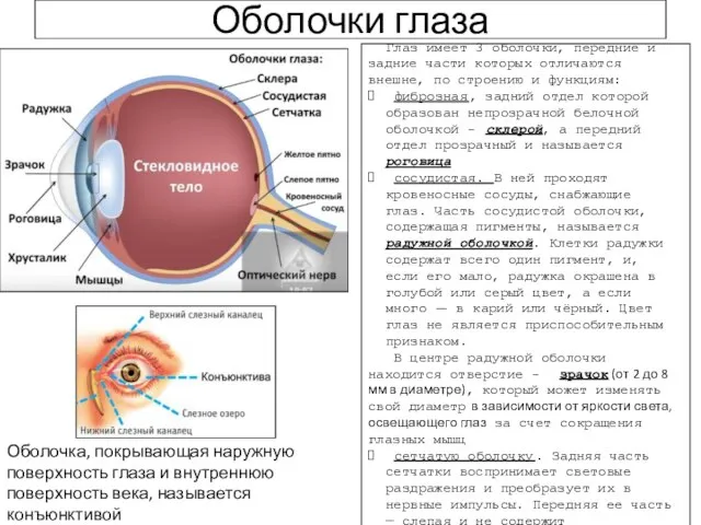 Оболочки глаза Глаз имеет 3 оболочки, передние и задние части которых отличаются