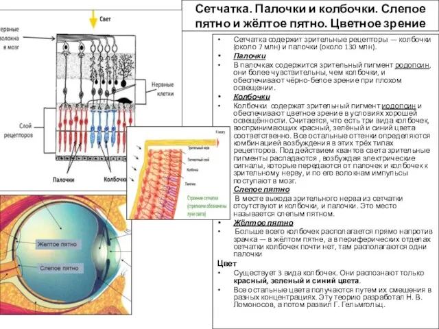 Сетчатка. Палочки и колбочки. Слепое пятно и жёлтое пятно. Цветное зрение Сетчатка