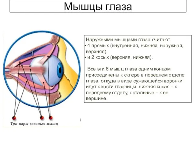 Мышцы глаза Наружными мышцами глаза считают: 4 прямых (внутренняя, нижняя, наружная, верхняя)