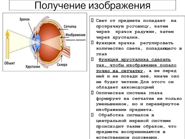 Получение изображения Свет от предмета попадает на прозрачную роговицу, затем через зрачок