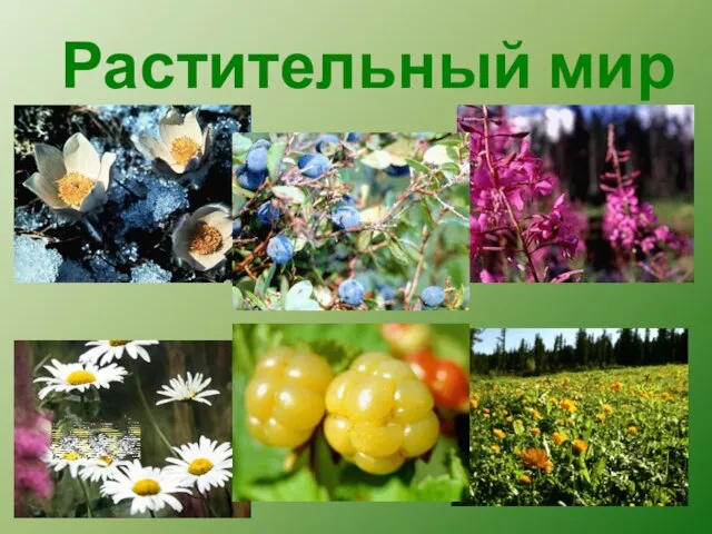 Растительный мир