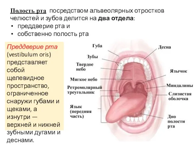 Полость рта посредством альвеолярных отростков челюстей и зубов делится на два отдела: