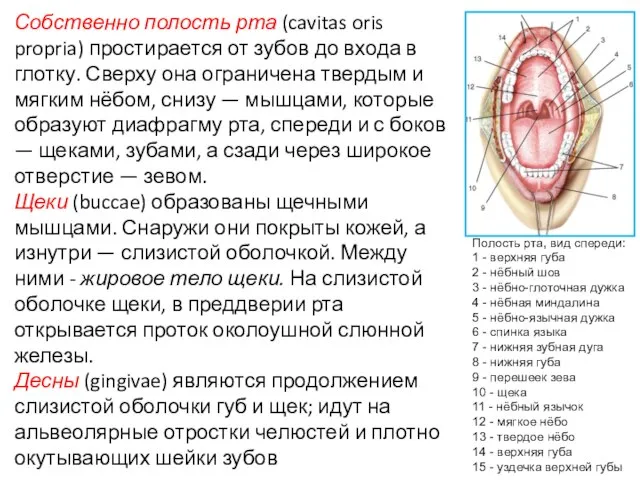 Собственно полость рта (cavitas oris propria) простирается от зубов до входа в