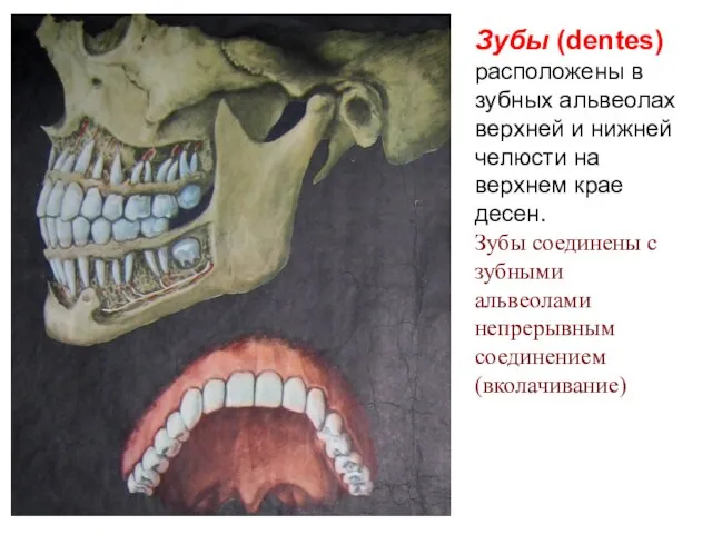 Зубы (dentes) расположены в зубных альвеолах верхней и нижней челюсти на верхнем