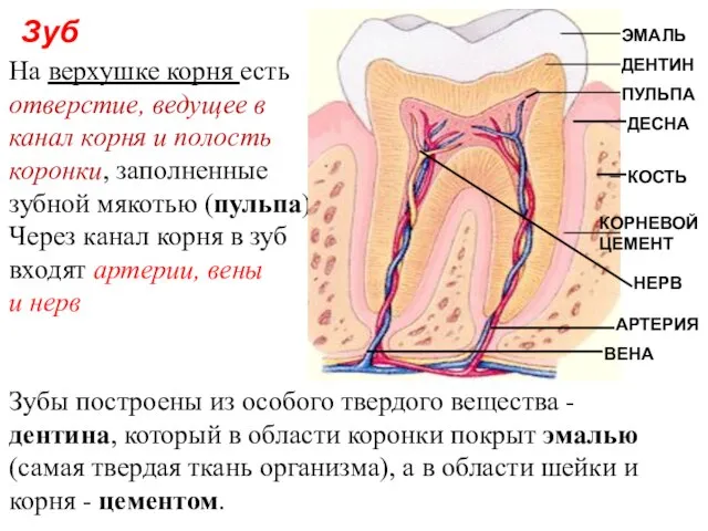 На верхушке корня есть отверстие, ведущее в канал корня и полость коронки,